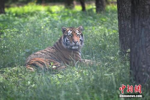 資料圖：威猛的東北虎躲在樹蔭下“慵懶”地休息。 張瑤 攝