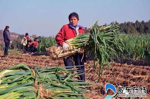 南方妹子遇北方大蔥瘋了:長了20多年 還沒根蔥高!