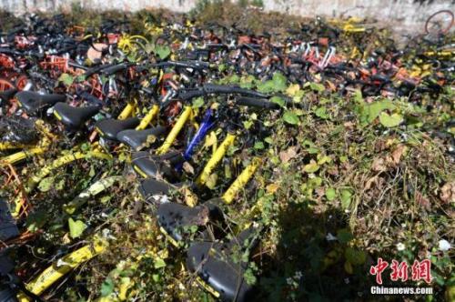 資料圖：數(shù)百輛共享單車被荒草“掩埋”。<a target='_blank' href='http://www.chinanews.com/'>中新社</a>記者 任東 攝