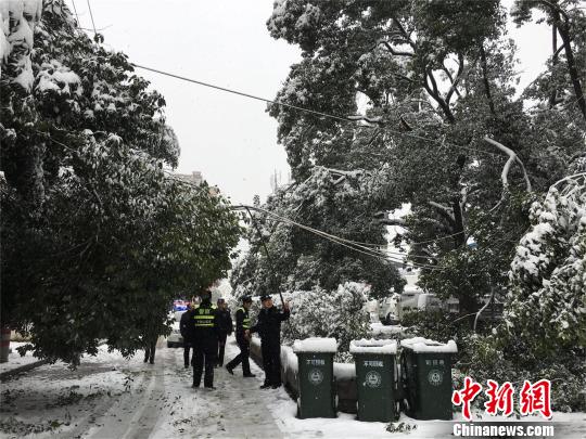 湖北十堰，積雪壓斷樹枝 劉英 攝