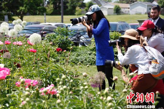 當(dāng)?shù)貢r(shí)間6月8日，加拿大安大略省奧沙瓦市(Oshwa)一年一度的知名活動(dòng)牡丹節(jié)再次來臨之際，當(dāng)?shù)厝A人攝影愛好者“組團(tuán)”拍攝鮮花?！∮嗳鸲?攝