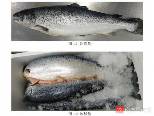 冷凍、冰鮮三文魚（來源：《生食三文魚》編制說明）.jpg