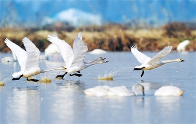 圖為候鳥(niǎo)在位于鄱陽(yáng)湖畔的五星農(nóng)場(chǎng)境內(nèi)飛翔