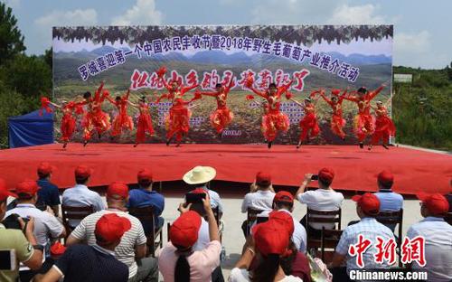 8月23日，羅城縣舉行喜迎第一個中國農(nóng)民豐收節(jié)暨2018年羅城野生毛葡萄產(chǎn)業(yè)推介活動?！№f如代　攝