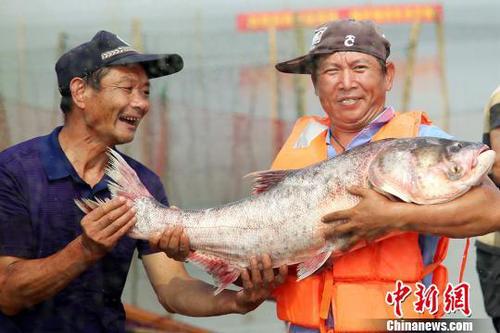 好大的魚。　陳新　攝