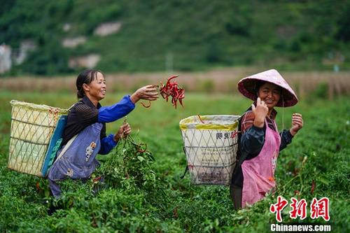 9月26日，貴州鎮(zhèn)寧扁擔山鎮(zhèn)蔬菜基地，菜農(nóng)在田間采摘辣椒。近日，正值貴州省鎮(zhèn)寧縣扁擔山鎮(zhèn)蔬菜基地各類蔬菜采摘上市時期，菜農(nóng)田間地頭采摘忙。<a target='_blank' href='http://www.chinanews.com/'>中新社</a>記者 賀俊怡 攝