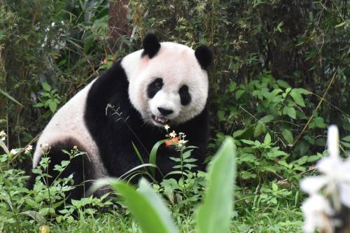 圓仔就是愛熱鬧！臺灣《聯(lián)合報(bào)》/臺北市立動(dòng)物園供圖