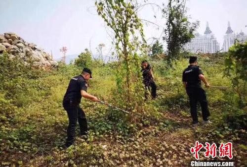 圖為森警在岸邊搜捕放生蛇。西雙版納州自然資源公安局提供