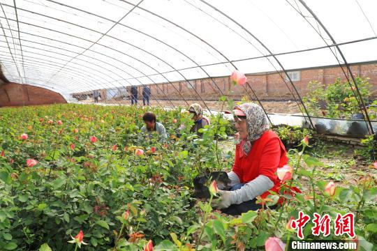 北京延慶精準(zhǔn)集約服務(wù)保障世園會