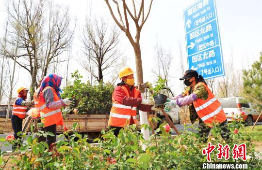 北京世園會將于4月底在延慶揭幕。圖為由延慶園藝產(chǎn)業(yè)園供應(yīng)的月季花苗被栽植到園區(qū)南路綠化帶兩側(cè)。延慶區(qū)供圖