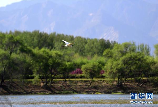 2019年4月30日，水鳥在媯水河畔的自然生態(tài)展示區(qū)飛翔。 新華社記者 張晨霖 攝