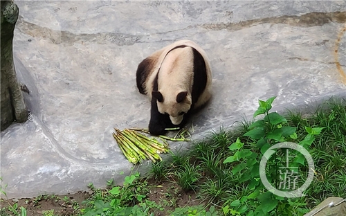 世界罕見！重慶動物園兩只大熊貓同日生下雙胞胎