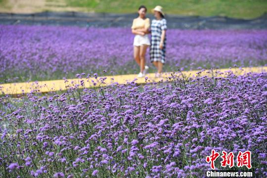 圖為民眾在蘭州新區(qū)網(wǎng)紅打卡地“臨港花?！鄙⒉??！∥航ㄜ?攝