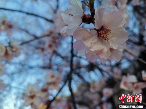 圖為林芝盛開的桃花，2019年3月29日，林芝第十七屆桃花旅游文化節(jié)在巴宜區(qū)開幕(資料圖)?！垈?攝