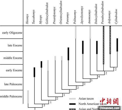 圓柱齒鼠類系統(tǒng)發(fā)育分析?？蒲袌F隊 供圖