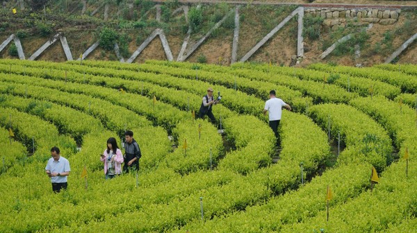 木門生態(tài)茶園