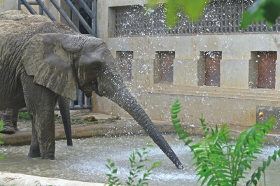 動(dòng)物園防暑:動(dòng)物們每天吃掉900斤西瓜